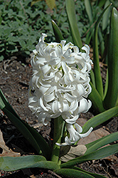 White Pearl Hyacinth (Hyacinthus orientalis 'White Pearl') at Green Haven Garden Centre