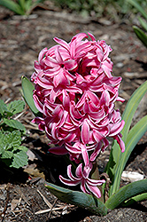 Pink Pearl Hyacinth (Hyacinthus orientalis 'Pink Pearl') at Green Haven Garden Centre