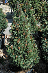 Columnar Mugo Pine (Pinus mugo 'Columnaris') at Green Haven Garden Centre