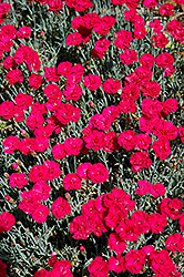 Frosty Fire Pinks (Dianthus 'Frosty Fire') at Green Haven Garden Centre