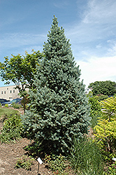 Columnar Blue Colorado Spruce (Picea pungens 'Fastigiata') at Green Haven Garden Centre