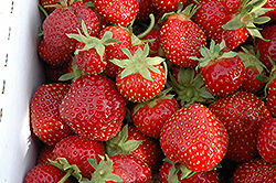 Seascape Strawberry (Fragaria 'Seascape') at Green Haven Garden Centre