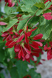 Hot Wings Tatarian Maple (Acer tataricum 'GarAnn') at Green Haven Garden Centre