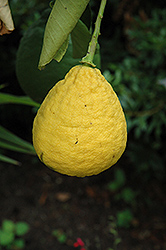 Ponderosa Lemon (Citrus 'Ponderosa') at Green Haven Garden Centre