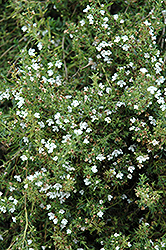 Winter Savory (Satureja montana) at Green Haven Garden Centre