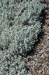 Yo Yo Snow-In-Summer (Cerastium tomentosum 'Yo Yo') at Green Haven Garden Centre
