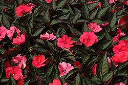 SunPatiens Compact Deep Rose New Guinea Impatiens (Impatiens 'SakimP017') at Green Haven Garden Centre