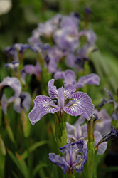 Dwarf Arctic Iris (Iris setosa var. arctica) at Green Haven Garden Centre