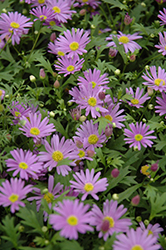 Brasco Violet Brachyscome (Brachyscome angustifolia 'Brasco Violet') at Green Haven Garden Centre