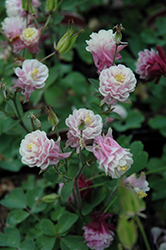 Winky Double Rose And White Columbine (Aquilegia 'Winky Double Rose And White') at Green Haven Garden Centre