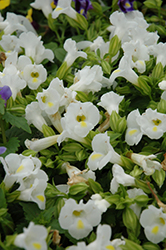 Catalina White Linen Torenia (Torenia 'Dancat153') at Green Haven Garden Centre