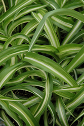 Variegated Spider Plant (Chlorophytum comosum 'Variegatum') at Green Haven Garden Centre