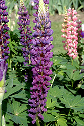 Popsicle Blue Lupine (Lupinus 'Popsicle Blue') at Green Haven Garden Centre
