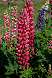 My Castle Lupine (Lupinus 'My Castle') at Green Haven Garden Centre