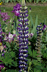 The Governor Lupine (Lupinus 'The Governor') at Green Haven Garden Centre