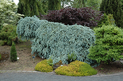 The Blues Weeping Blue Spruce (Top Grafted) (Picea pungens 'The Blues') at Green Haven Garden Centre