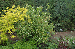 Red Osier Dogwood (Cornus sericea) at Green Haven Garden Centre
