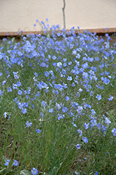 Blue Sapphire Perennial Flax (Linum perenne 'Blue Sapphire') at Green Haven Garden Centre