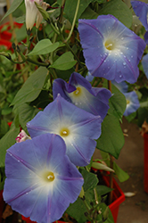Heavenly Blue Morning Glory (Ipomoea tricolor 'Heavenly Blue') at Green Haven Garden Centre