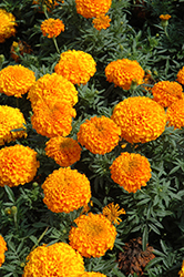 Perfection Orange Marigold (Tagetes erecta 'Perfection Orange') at Green Haven Garden Centre