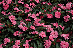 SunPatiens Compact Pink New Guinea Impatiens (Impatiens 'SunPatiens Compact Pink') at Green Haven Garden Centre