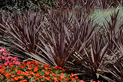 Red Sensation Grass Palm (Cordyline australis 'Red Sensation') at Green Haven Garden Centre