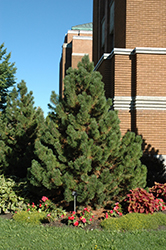 Tannenbaum Mugo Pine (Pinus mugo 'Tannenbaum') at Green Haven Garden Centre