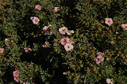 Happy Face Pink Paradise Potentilla (Potentilla fruticosa 'Kupinpa') at Green Haven Garden Centre