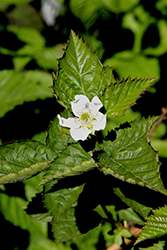 Jostaberry (Ribes x nidigrolaria) at Green Haven Garden Centre