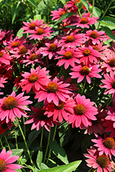 Sombrero Tres Amigos Coneflower (Echinacea 'Balsomtresgo') at Green Haven Garden Centre