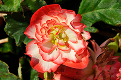 Nonstop Rose Picotee Begonia (Begonia 'Nonstop Rose Picotee') at Green Haven Garden Centre