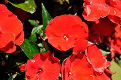 Paradise Red New Guinea Impatiens (Impatiens 'Paradise Red') at Green Haven Garden Centre