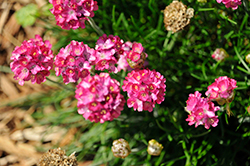 Morning Star Deep Rose Sea Thrift (Armeria maritima 'Morning Star Deep Rose') at Green Haven Garden Centre