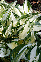 Fire and Ice Hosta (Hosta 'Fire and Ice') at Green Haven Garden Centre
