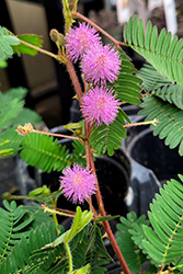 Sensitive Plant (Mimosa pudica) at Green Haven Garden Centre