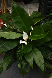 Peace Lily (Spathiphyllum wallisii) at Green Haven Garden Centre