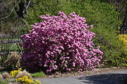 P.J.M. Elite Rhododendron (Rhododendron 'P.J.M. Elite') at Green Haven Garden Centre