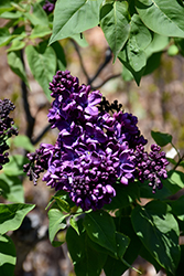 Agincourt Beauty Lilac (Syringa vulgaris 'Agincourt Beauty') at Green Haven Garden Centre
