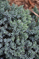 Blue Star Juniper (Juniperus squamata 'Blue Star') at Green Haven Garden Centre