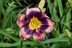 Rock Solid Daylily (Hemerocallis 'Rock Solid') at Green Haven Garden Centre