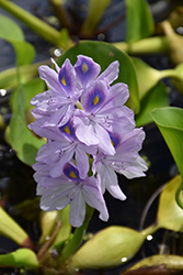 Water Hyacinth (Eichhornia crassipes) at Green Haven Garden Centre