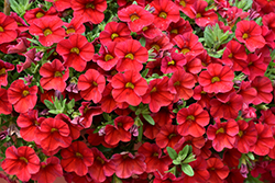 Superbells Red Calibrachoa (Calibrachoa 'INCALIMRED') at Green Haven Garden Centre