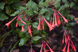 Gartenmeister Fuchsia (Fuchsia 'Gartenmeister Bonstedt') at Green Haven Garden Centre