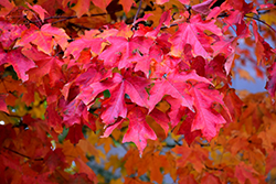 Fall Fiesta Sugar Maple (Acer saccharum 'Bailsta') at Green Haven Garden Centre
