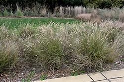 Karley Rose Oriental Fountain Grass (Pennisetum orientale 'Karley Rose') at Green Haven Garden Centre