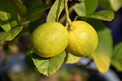 Key Lime (Citrus aurantifolia) at Green Haven Garden Centre