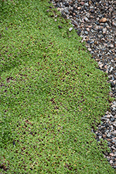 Cushion Bolax (Azorella trifurcata) at Green Haven Garden Centre