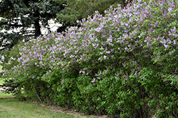 Katherine Havemeyer Lilac (Syringa vulgaris 'Katherine Havemeyer') at Green Haven Garden Centre