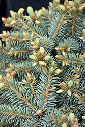 Byland's Blue Dwarf Colorado Spruce (Picea pungens 'ByJohn') at Green Haven Garden Centre