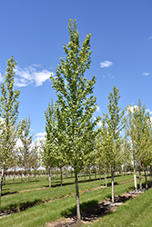 Byland Green Poplar (Populus 'Byland Green') at Green Haven Garden Centre